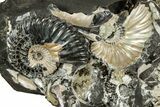 Iridescent Ammonite (Deshayesites & Aconeceras) Cluster #301317-1